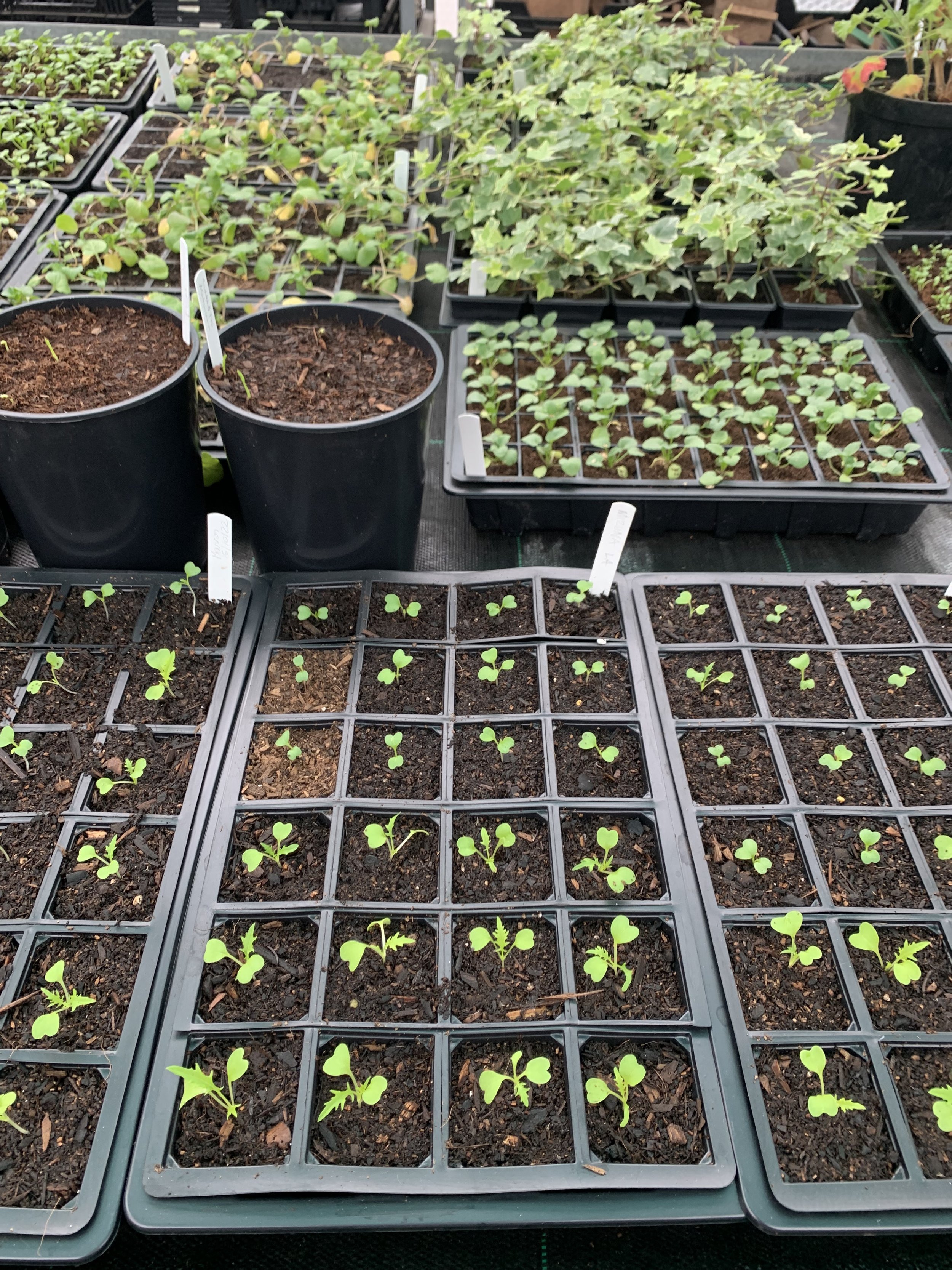 Seedlings deals